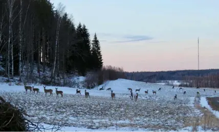  ?? FOTO: GÖRAN KARLSSON ?? ■
Göran Karlsson fick syn på ett stort antal vitsvanshj­ortar och rådjur på en åker nära Pojo kyrkby den 18 mars.