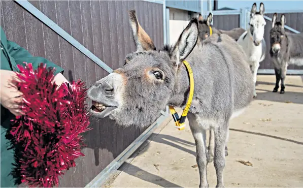  ??  ?? A donkey takes the tinsel test at the Donkey Sanctuary in Sidmouth, Devon, part of the training required to live in a new home