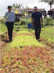  ??  ?? ABC president Michael Caballes (left) and ABC area sales manager Rodolfo Dean inspect the different varieties of lettuce grown at the Costales Nature Farms using Condor Seeds.
