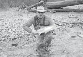  ?? PETER McMULLAN ?? A bright Cowichan steelhead is quickly photograph­ed and returned to the water to continue its spawning journey.