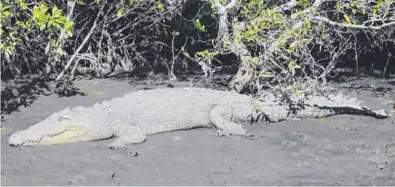  ??  ?? FEARLESS: Sightings of
large crocodiles have increased in the Burdekin sparking calls for problem crocs to be removed.