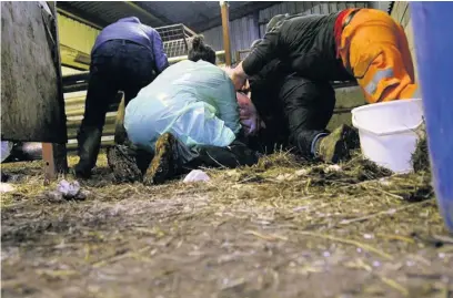  ??  ?? ● The moment Garry, Geraint, Catrin and the farmer try to right the cow