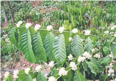 Learning the art of growing coffee | The Borneo Post (Sarawak ...