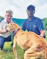  ?? ?? Inspekteur Estelanie van Wyk en Christophe­r Koppies by een van die boerboele wat van die telery verwyder is.