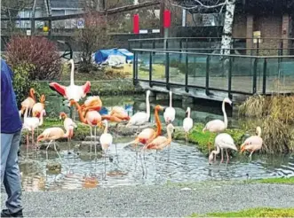  ?? FACEBOOK/KNIE KINDERZOO ?? Der Fuchs richtete in der Flamingo-Population ein Massaker an.