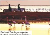  ??  ?? Flocks of flamingos capture the true spirit of the Camargue