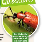  ??  ?? Red lily beetle can completely defoliate lilies in a short time