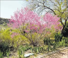  ?? Bob Morris ?? The redbud most people buy is an eastern redbud, but it is not as suitable for our climate and soils as its western cousin or even the Mexican redbud.