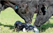  ??  ?? Officials are tight lipped over the source of Mycoplasma bovis but some people within the industry believe they know.