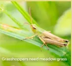  ?? ?? Grasshoppe­rs need meadow grass