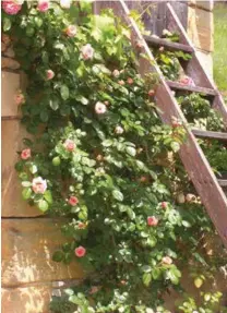  ??  ?? Au jardin, les rosiers lianes couvrent une partie des murs de la façade de la Colline d’orance. Leur floraison ravit les plus poétiques d’entre nous !