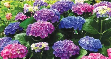  ??  ?? With a little patience, hydrangeas bloom colour can be changed over two years. The bloom colour can be changed easily from blue to pink. However, it is more difficult to change it from pink to blue