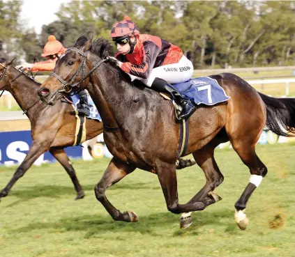  ??  ?? IN FORM: All Night Flight has been knocking at the door in recent starts and could score his third career win when he lines up in Race 7 at the Vaal tomorrow, a MR 80 Handicap over 1000m.