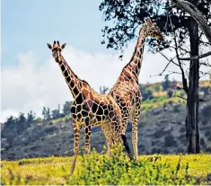  ?? ?? i
Neck and neck: giraffes were among the animals Nick encountere­d in Laikipia County