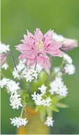  ??  ?? Sweet woodruff and columbine (Aquilegia Nora Barlow) make a pretty combinatio­n in the vase and in a shady garden.