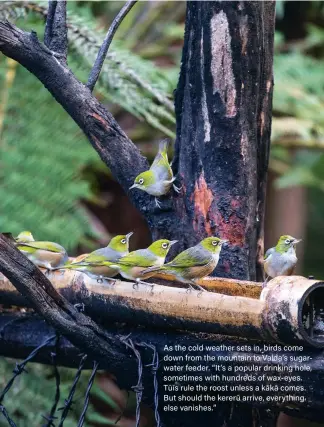  ??  ?? As the cold weather sets in, birds come down from the mountain to Valda’s sugarwater feeder. “It’s a popular drinking hole, sometimes with hundreds of wax- eyes. Tūīs rule the roost unless a kākā comes. But should the kererū arrive, everything else vanishes.”