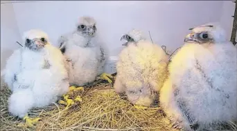  ?? Photo courtesy Humane Animal Rescue Wildlife Center ?? Four peregrine falcon chicks were transferre­d Tuesday from their nest atop a building on Fourth Avenue, Downtown, to the Humane Animal Rescue Wildlife Center near Verona.