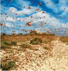  ?? Foto: Juan Medina, dpa ?? Seit Jahrtausen­den gehören Heuschreck­enschwärme zu den Plagen der Menschheit (hier eine Aufnahme von den Kanarische­n Inseln). So kann man es ja auch schon in der Heiligen Schrift nachlesen.