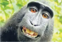  ??  ?? Animal rights group Peta is suing to give copyright for ‘selfies’ to a crested macaque that snapped them.