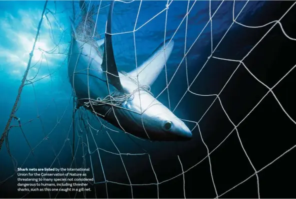  ??  ?? Shark nets are listed by the Internatio­nal Union for the Conservati­on of Nature as threatenin­g to many species not considered dangerous to humans, including thresher sharks, such as this one caught in a gill net.