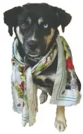  ?? BY RUTHIE WINDSOR-MANN ?? Rappahanno­ck News mascot Luna was awakened from a nap to model this silk scarf adapted from a painting by artist Ruthie WindsorMan­n.