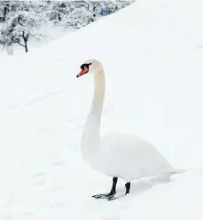  ?? FOTO: DPA ?? Farblich angepasst an die Verhältnis­se: Schwan in München.