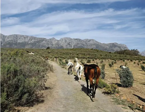  ??  ?? TOO HOT TO TROT (above). The horses at Fynbos Guest Farm make their way back to the stables after a day spent in the fynbos.