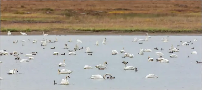  ?? Photo by Kate Persons ?? BONANZA CHANNEL— A small slice of the hundreds of newly-molted nonbreedin­g swans that recently have been feeding hungrily on the aquatic vegetation in the Bonanza Channel of Safety Sound, soon to be joined by family groups. Dabbling ducks, mostly American wigeons, were clustered around them, feeding on plant materials the swans dislodge from the bottom of the channel.