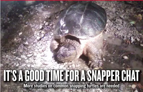  ?? | DALE BOWMAN/ FOR THE SUN- TIMES ?? While legal to catch a snapping turtle, it might be time to consider more study of Illinois’ snapping- turtle harvest and population­s.