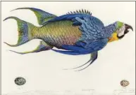  ?? Contribute­d photo ?? “Parrotfish­e” is a work of James Prosek, of Easton.