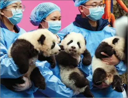  ?? ZHANG KEFAN / XINHUA ?? Members of staff pose for photos with panda cubs at the Giant Panda Breeding Research Base in Chengdu, Sichuan province, in early February, before the Spring Festival holiday.