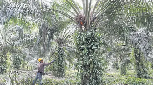  ?? PHOTOS BY REUTERS ?? A worker collects palm oil fruits at a plantation in Bahau, Malaysia.