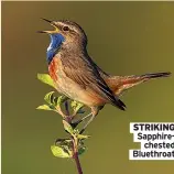  ?? ?? STRIKING Sapphirech­ested Bluethroat