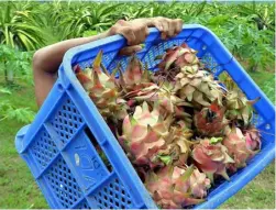  ?? PHOTOGRAPH BY AL PADILLA FOR THE DAILY TRIBUNE@tribunephl_al ?? DRAGON fruits fill up a container to be brought to the market after harvest from Pillila in Rizal.