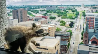  ??  ?? Raccoon with a view: The animal sits on a window ledge outside the 25-storey building
