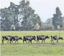  ?? Photo / File ?? Herd movements have helped the spread of Mycoplasma bovis.