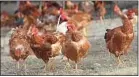  ??  ?? Des volailles confinées par crainte de la grippe aviaire.