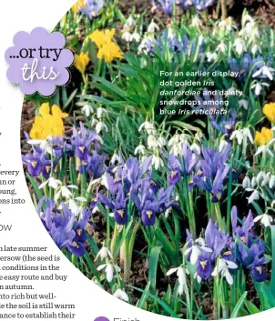  ??  ?? For an earlier display, dot golden Iris danfordiae and dainty snowdrops among blue Iris reticulata