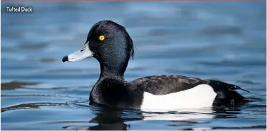  ?? ?? Tufted Duck
PRACTICAL INFO
POSTCODE:
CF23 5PH (Lake Road West)
GRID REF: ST 184 795
MAPS: OS Explorer 151, OS Landranger 171
WHERE TO PARK: Alongside the roads immediatel­y next to The Lake
TERRAIN: Wide well surfaced wheelchair accessible paths
ACCESS: All year round
FACILTIES: Everything needed is on site while two railway stations (Heath High Level and Heath Low Level) are close by