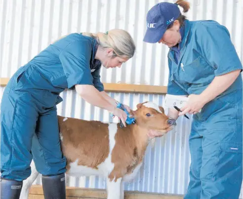  ?? ?? LIC’S Genomic Evaluation service takes a tissue sample from a calf’s ear to give a farmer the ability to identify the best-performing cows.