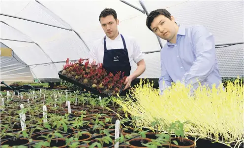  ??  ?? GROWING CONCERN: Tommy and his brother James, who runs front of house, busy in the polytunnel behind the restaurant.