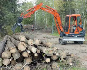  ?? CITIZEN FILE PHOTO ?? Crews removed about 500 beetle-killed lodgepole pine trees from the Prince George Cemetery in 2007.