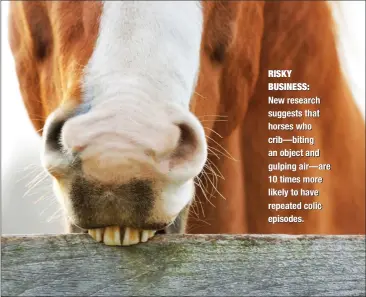  ??  ?? RISKY BUSINESS: New research suggests that horses who crib—biting an object and gulping air—are 10 times more likely to have repeated colic episodes.