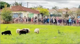  ?? ?? Les moutons de l’éco-pâturage sous le regard ébahi des écoliers...