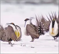  ?? AP PHOTO ?? The Trump administra­tion is advancing plans to ease restrictio­ns on oil and gas drilling and other activities on huge swaths of land in the American West that were put in place to protect an imperiled bird species.