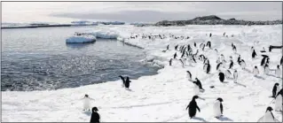  ??  ?? Adelie penguins walk on the ice at Cape Denison in Antarctica in this December 2009 file photo.