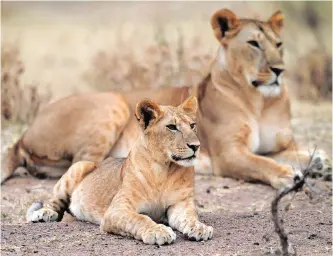  ?? | Reuters ?? A LIONESS rests with its cub at Tanzania’s Serengeti National Park.