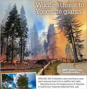  ?? ?? HEAT Wildfire burns Yosemite conifers