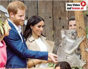  ??  ?? Ein Besuch bei Koalas im Taronga- Zoo, Sydney, durfte nicht fehlen . . .