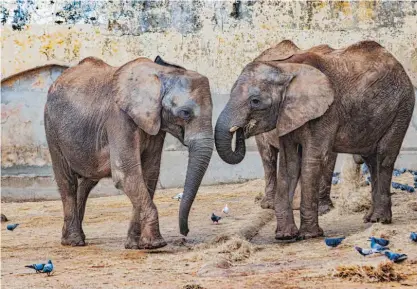  ??  ?? Os elefantes têm agora mais espaço no Zoo de Lisboa.